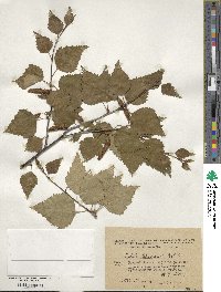 Betula pubescens image