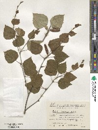 Betula pubescens image