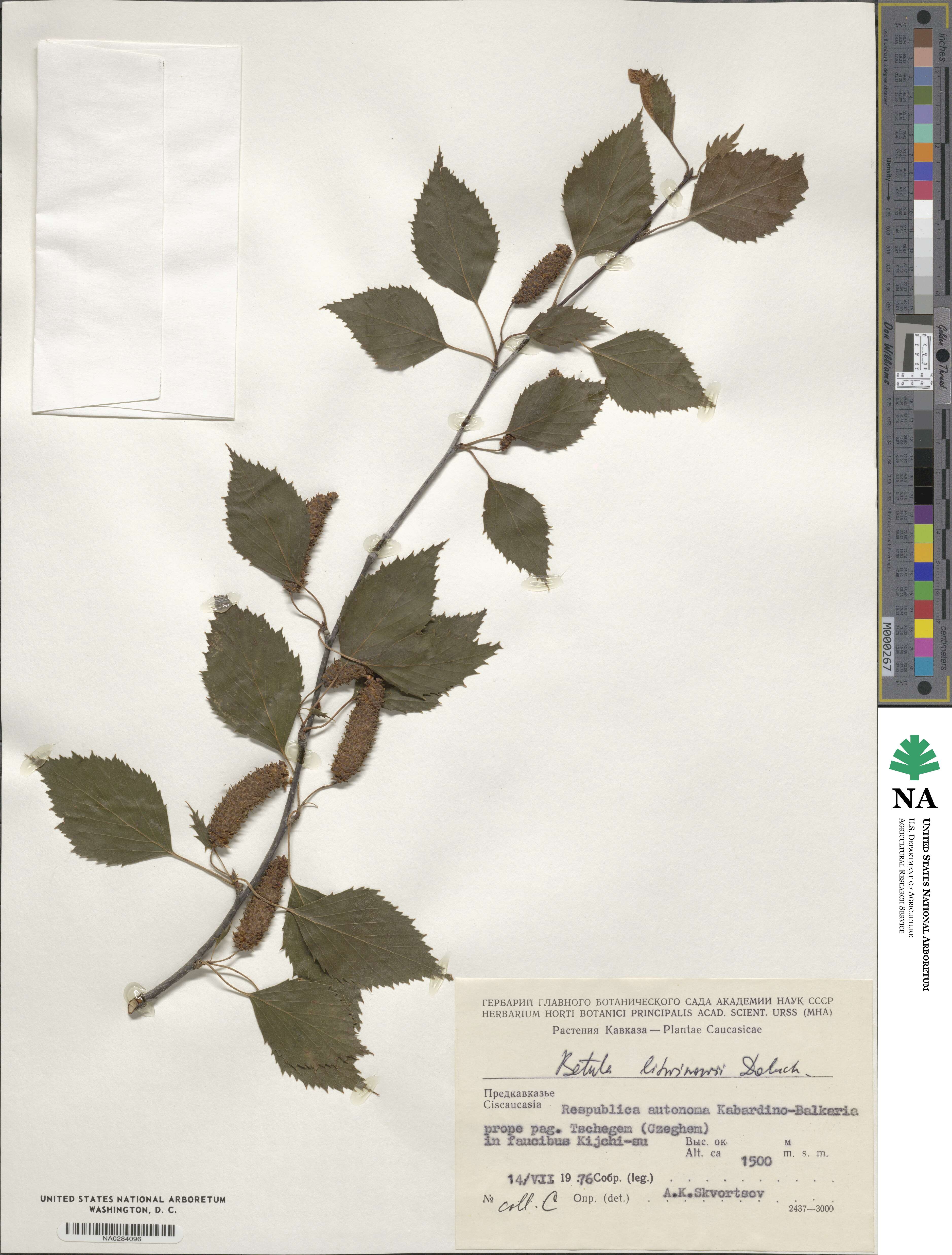 Betula pubescens var. litwinowii image