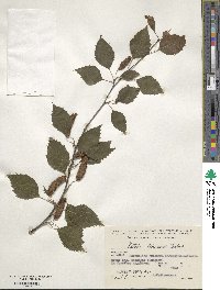 Betula pubescens image