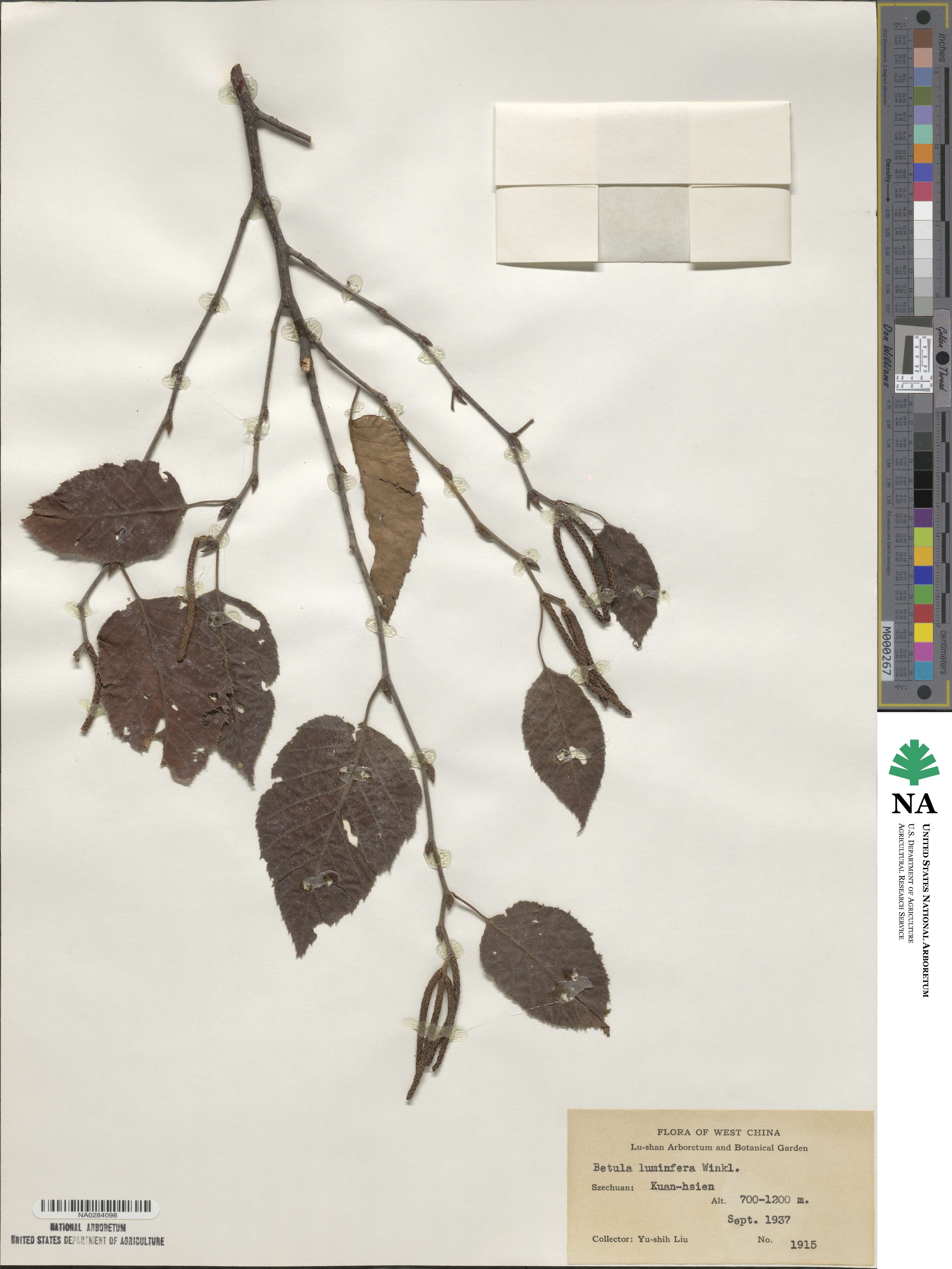 Betula luminifera image