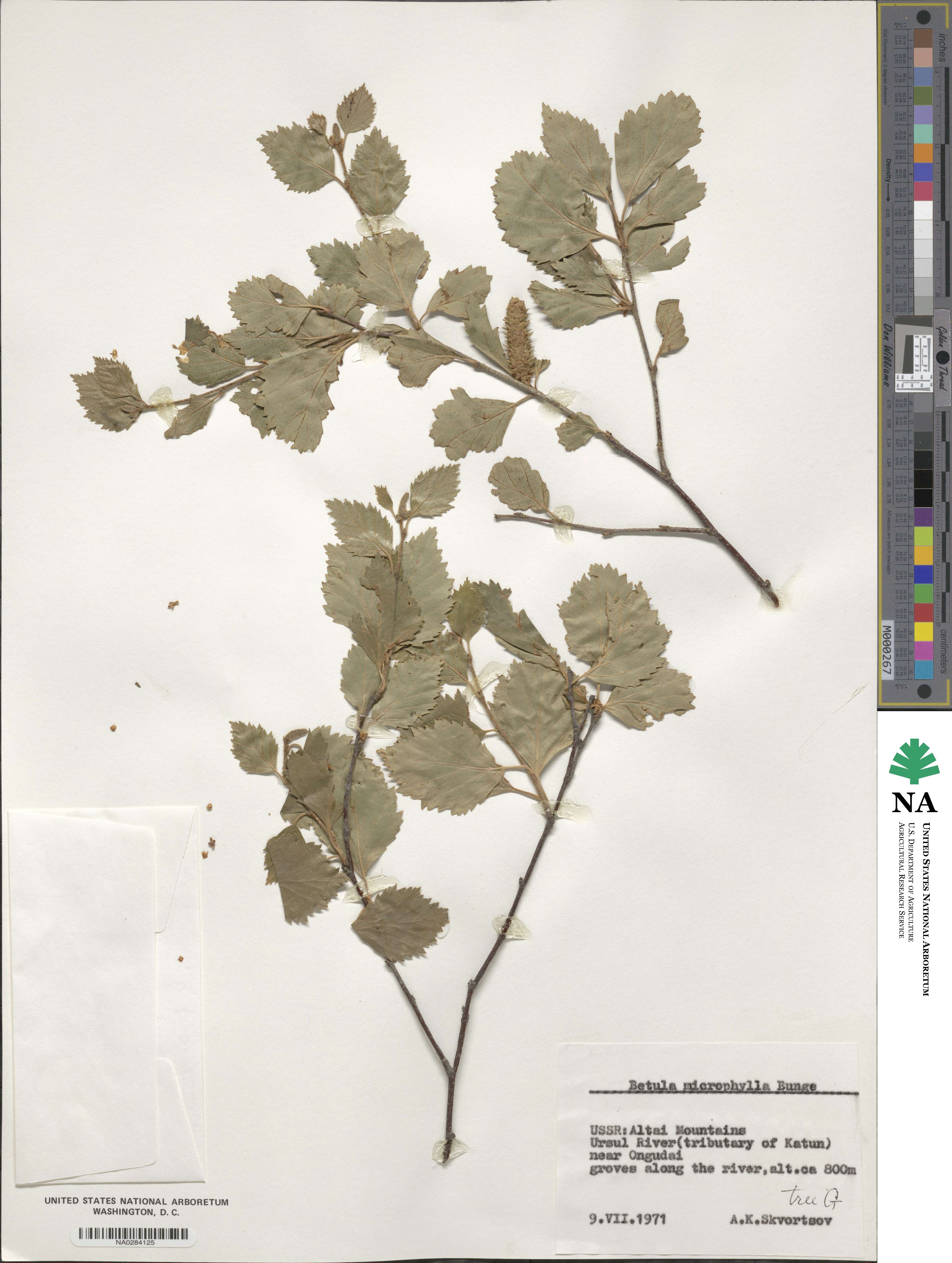 Betula microphylla image