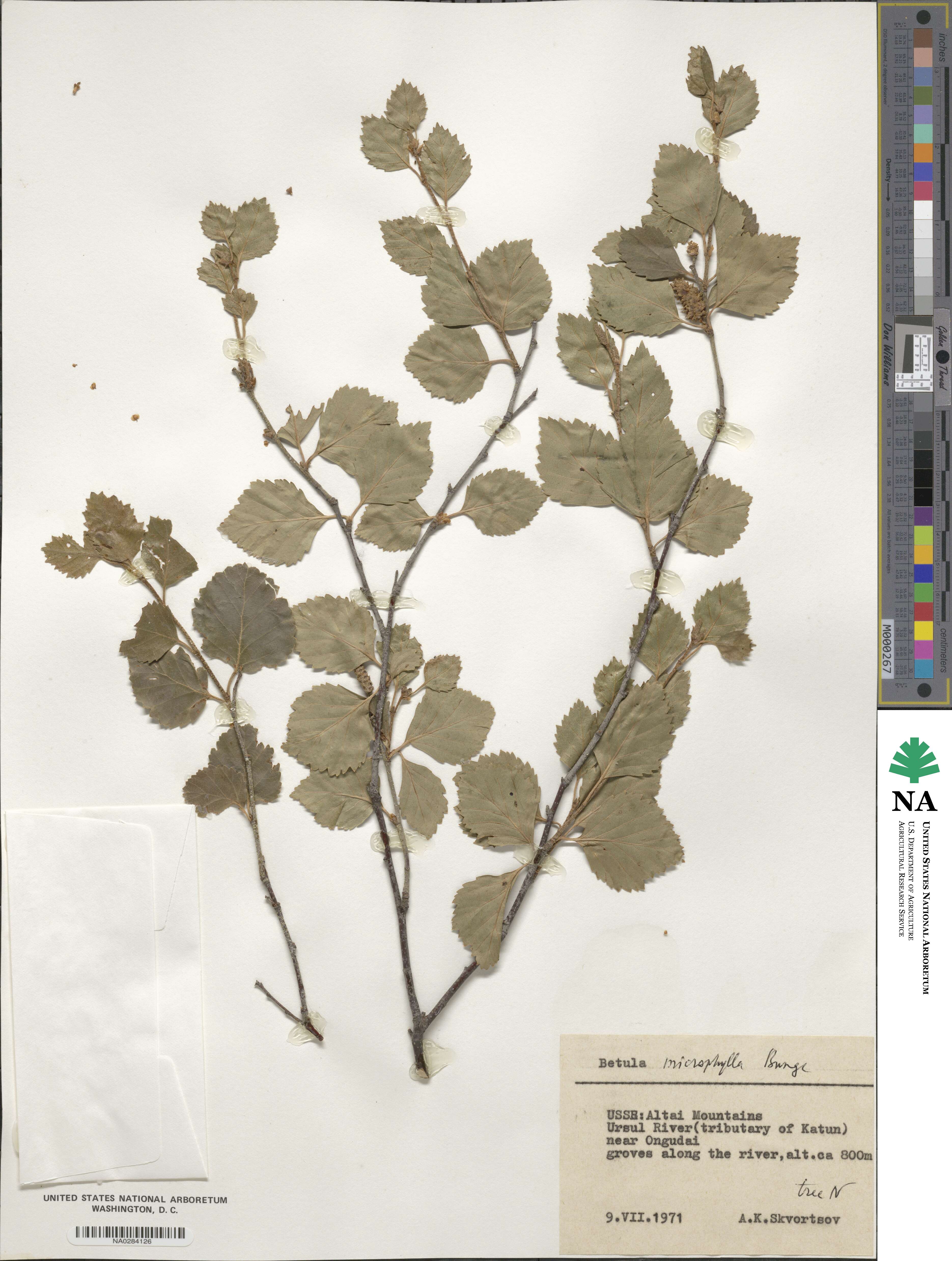 Betula microphylla image