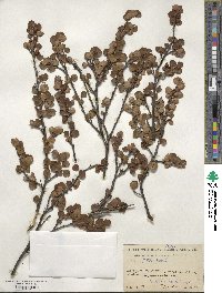 Betula nana image