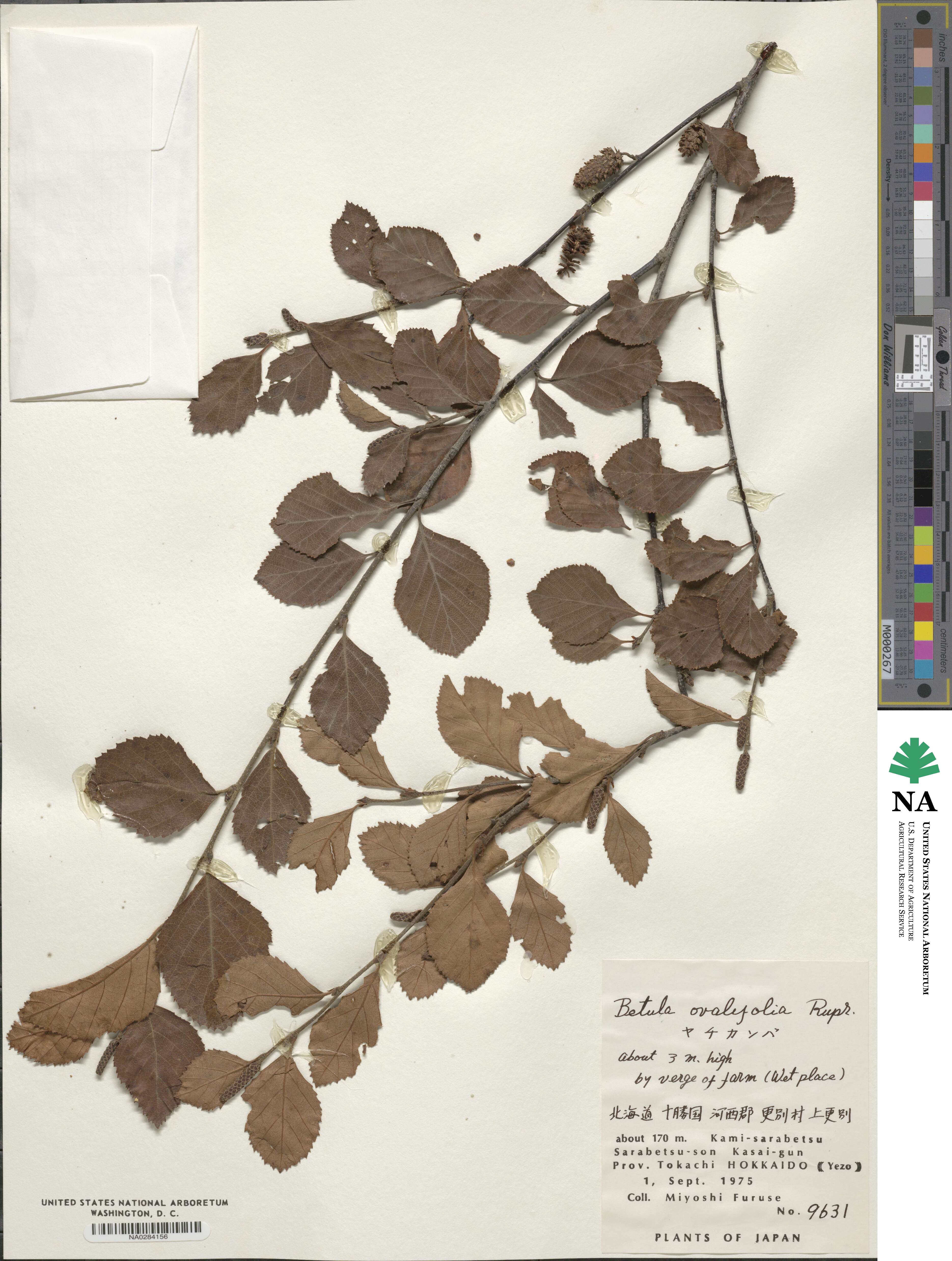 Betula fruticosa image