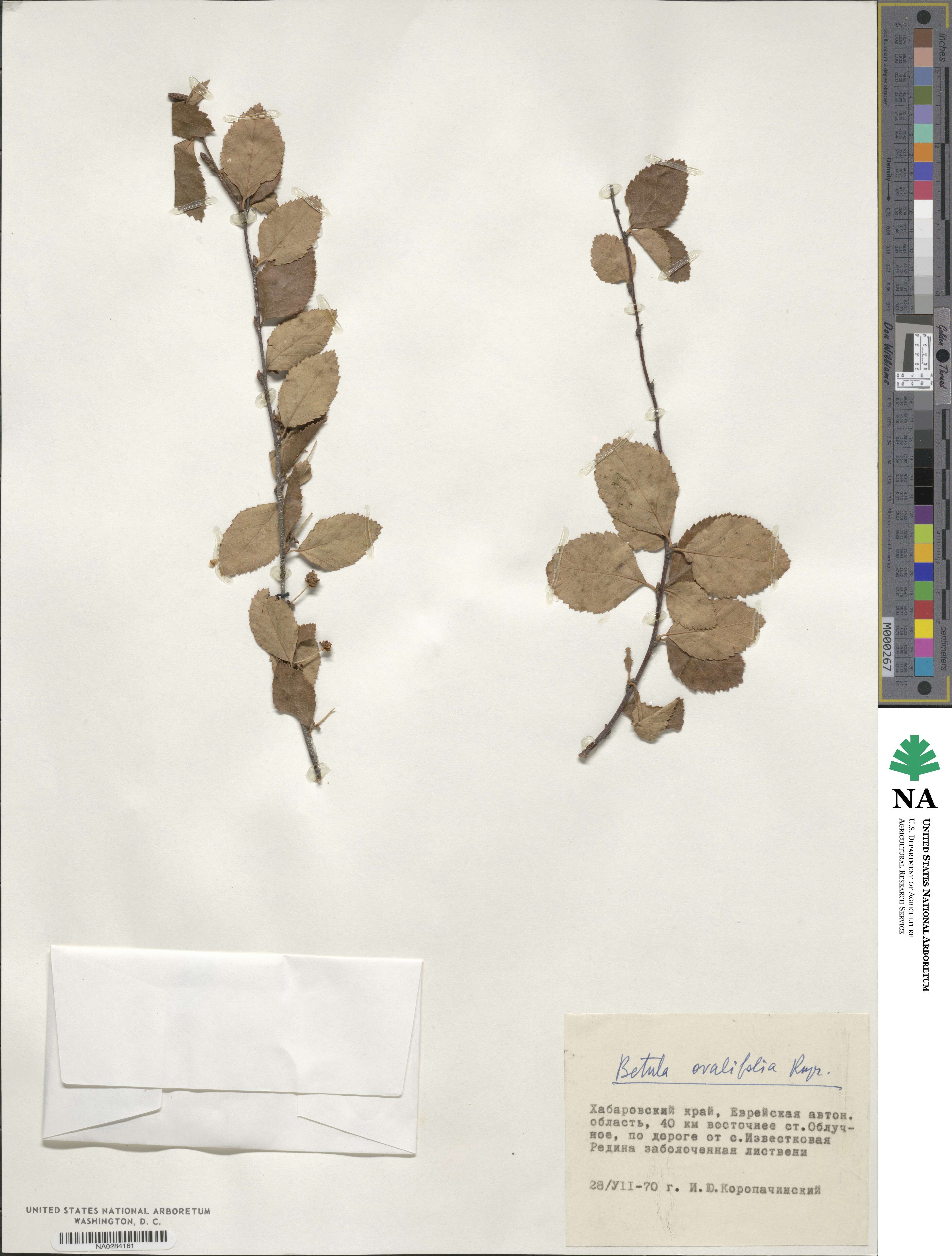 Betula fruticosa image