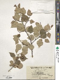 Betula pendula image