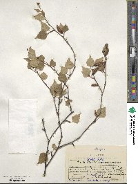 Betula pendula image