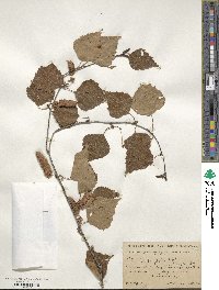 Betula pendula image