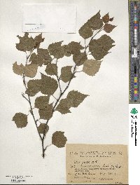 Betula pendula image