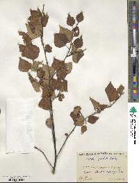 Betula pendula image