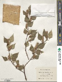 Betula pendula image