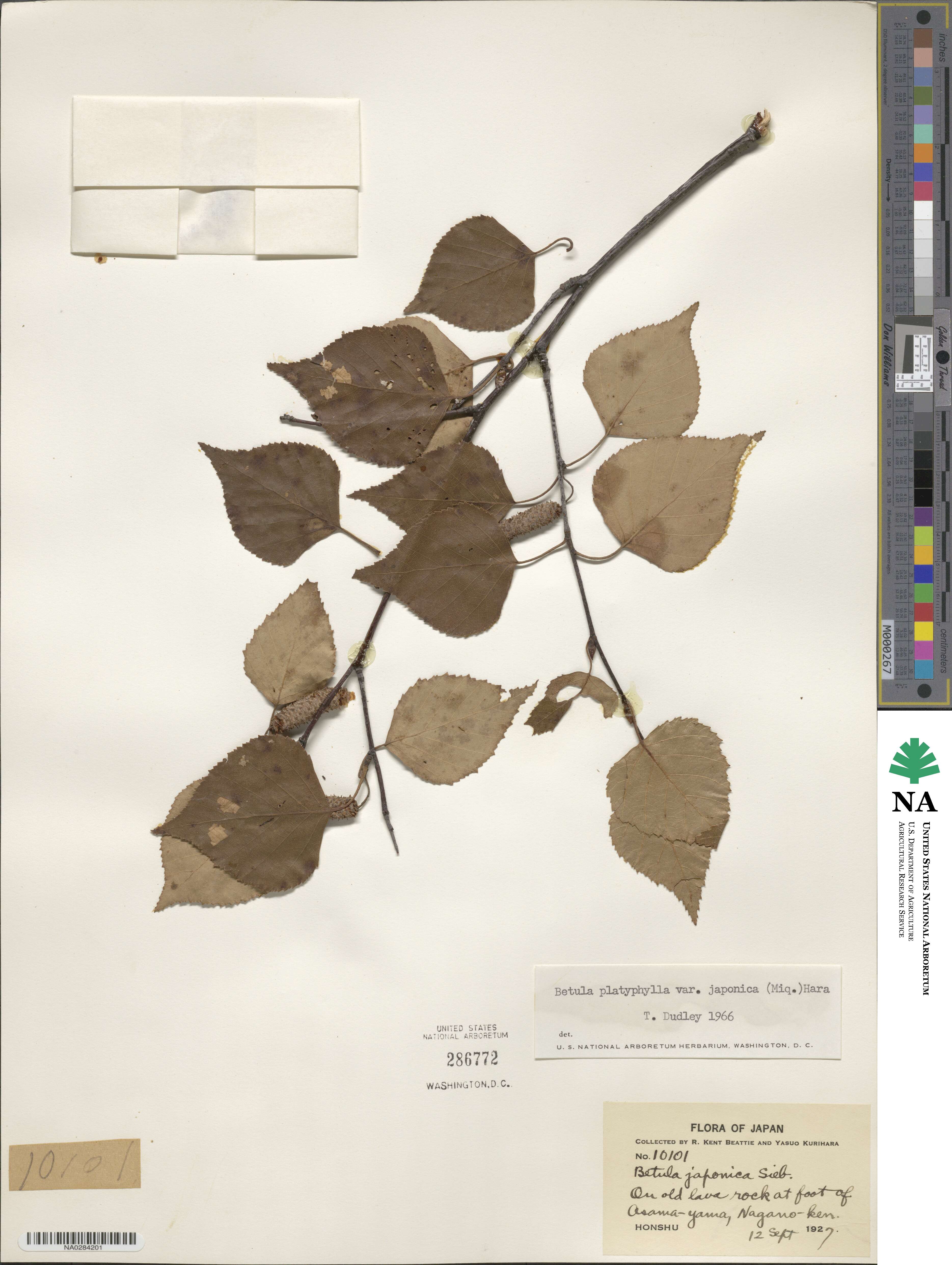 Betula pendula image