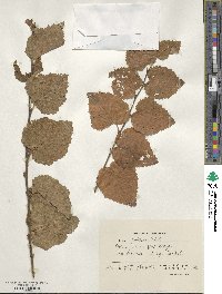 Betula pubescens image