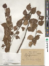 Betula pubescens image