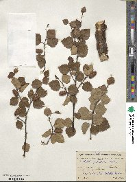 Betula pubescens image