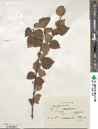 Betula pubescens image