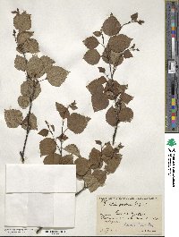Betula pubescens image