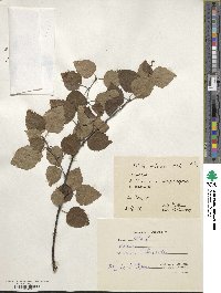 Betula pubescens image