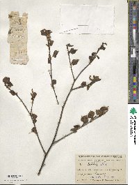 Betula pubescens image