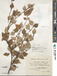 Betula pubescens image