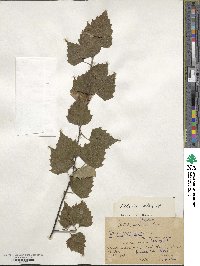 Betula pubescens image