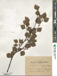 Betula pubescens image