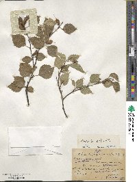 Betula pubescens image