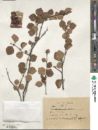 Betula pubescens image