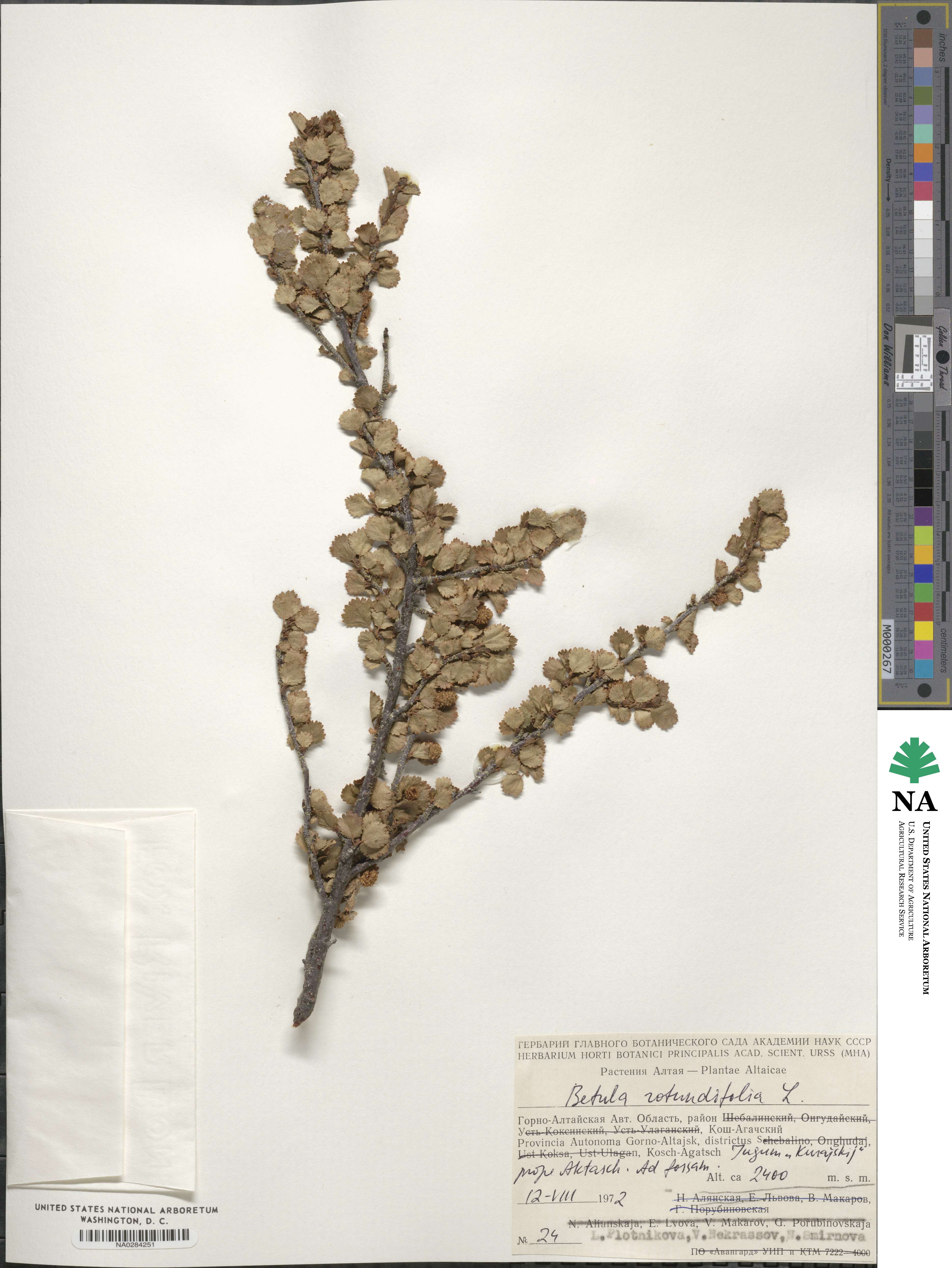 Betula rotundifolia image