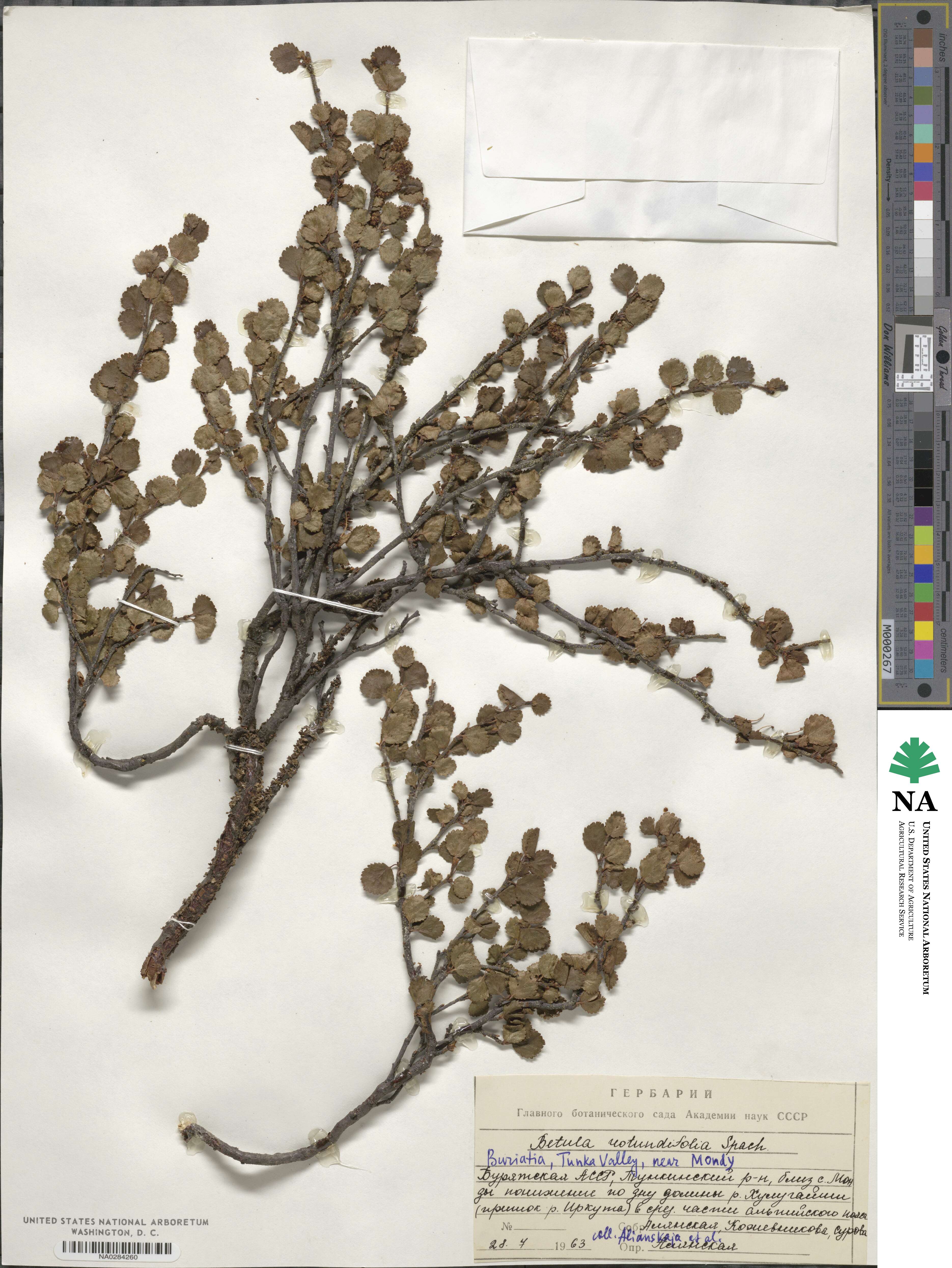 Betula rotundifolia image