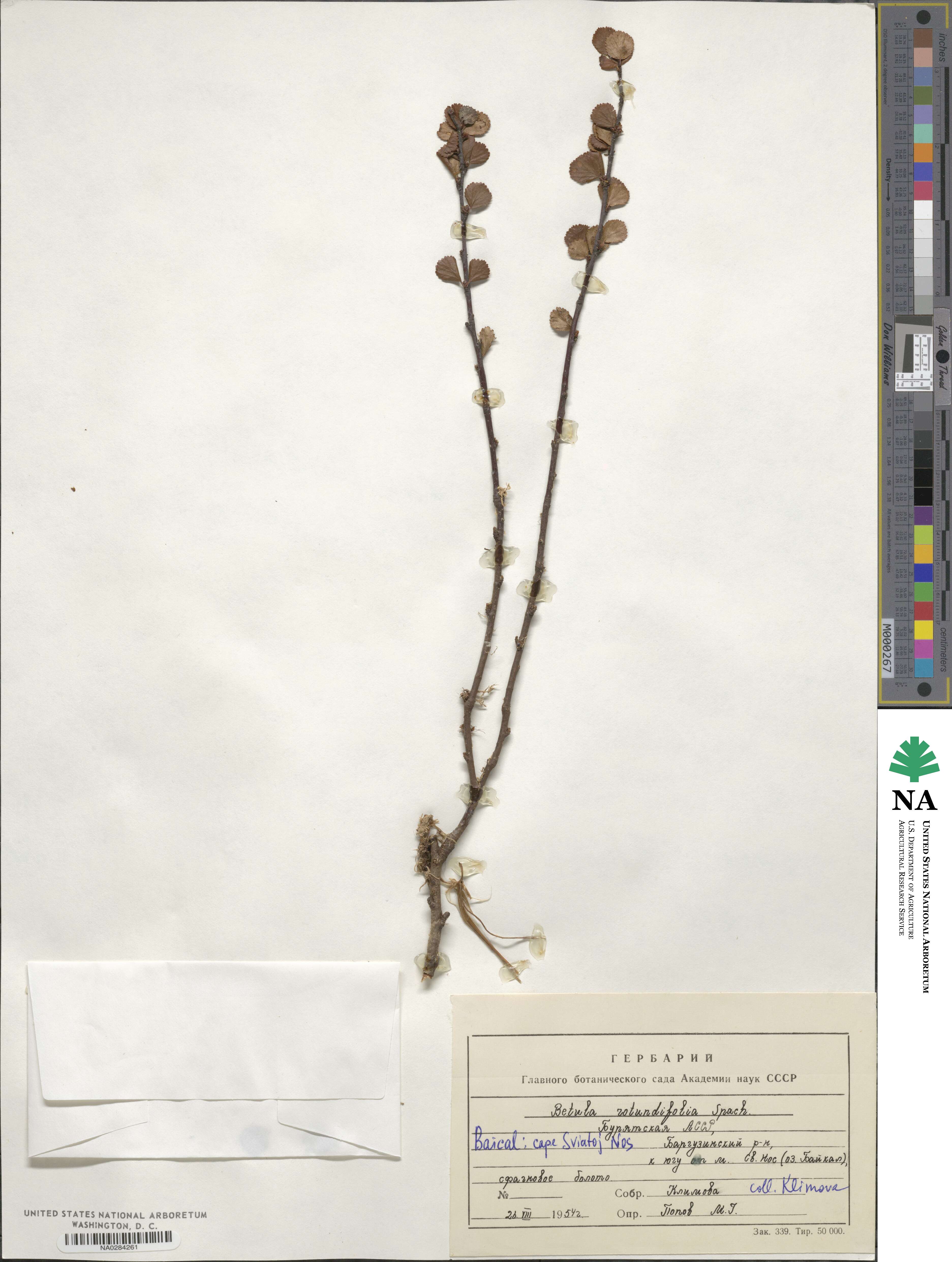 Betula rotundifolia image