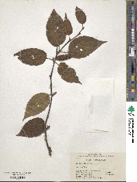 Betula utilis image