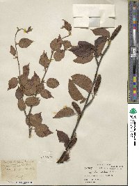 Betula utilis image