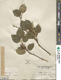 Betula utilis image