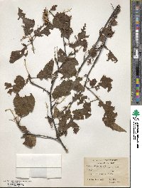 Betula utilis image