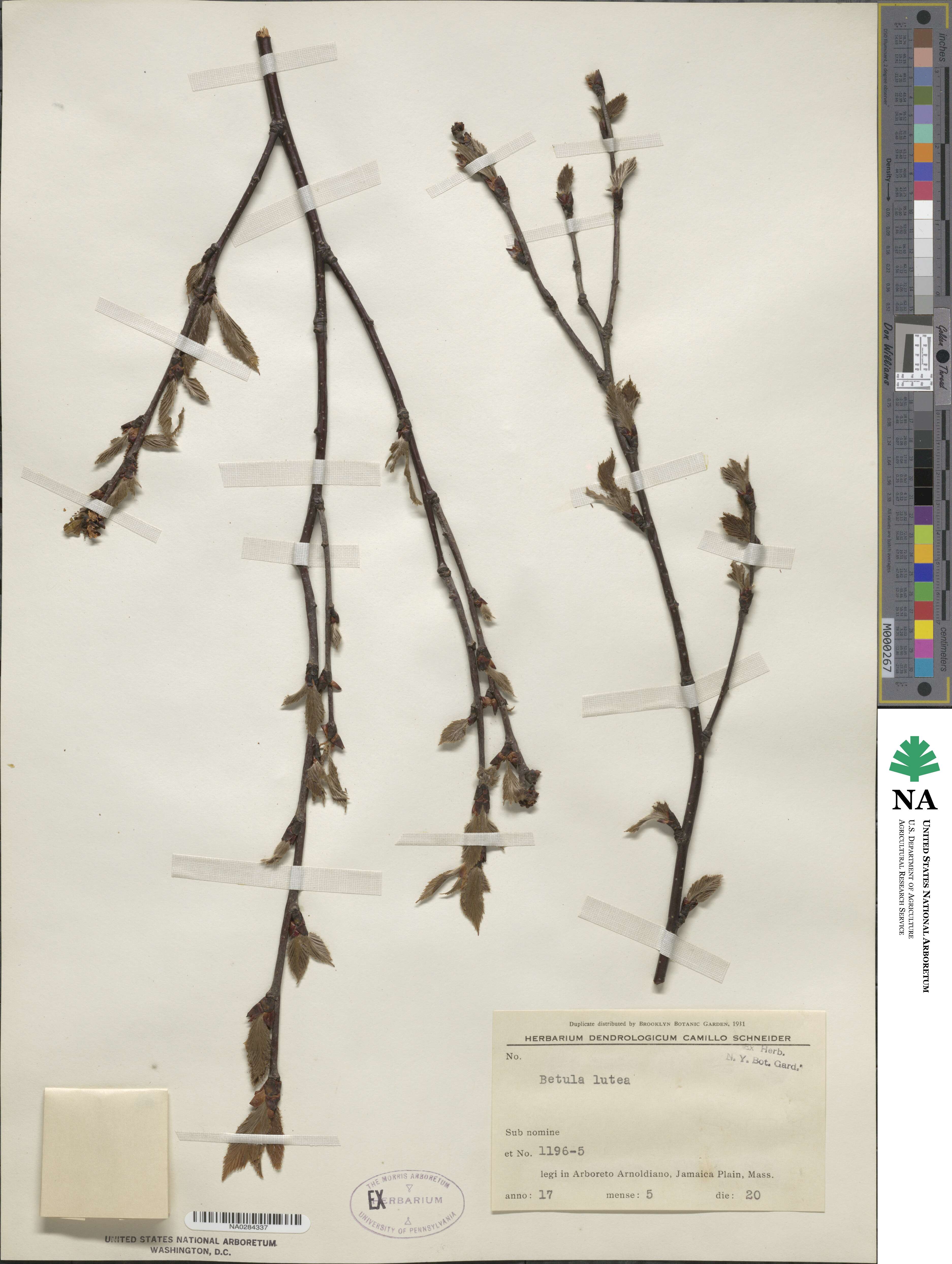 Betula alleghaniensis image