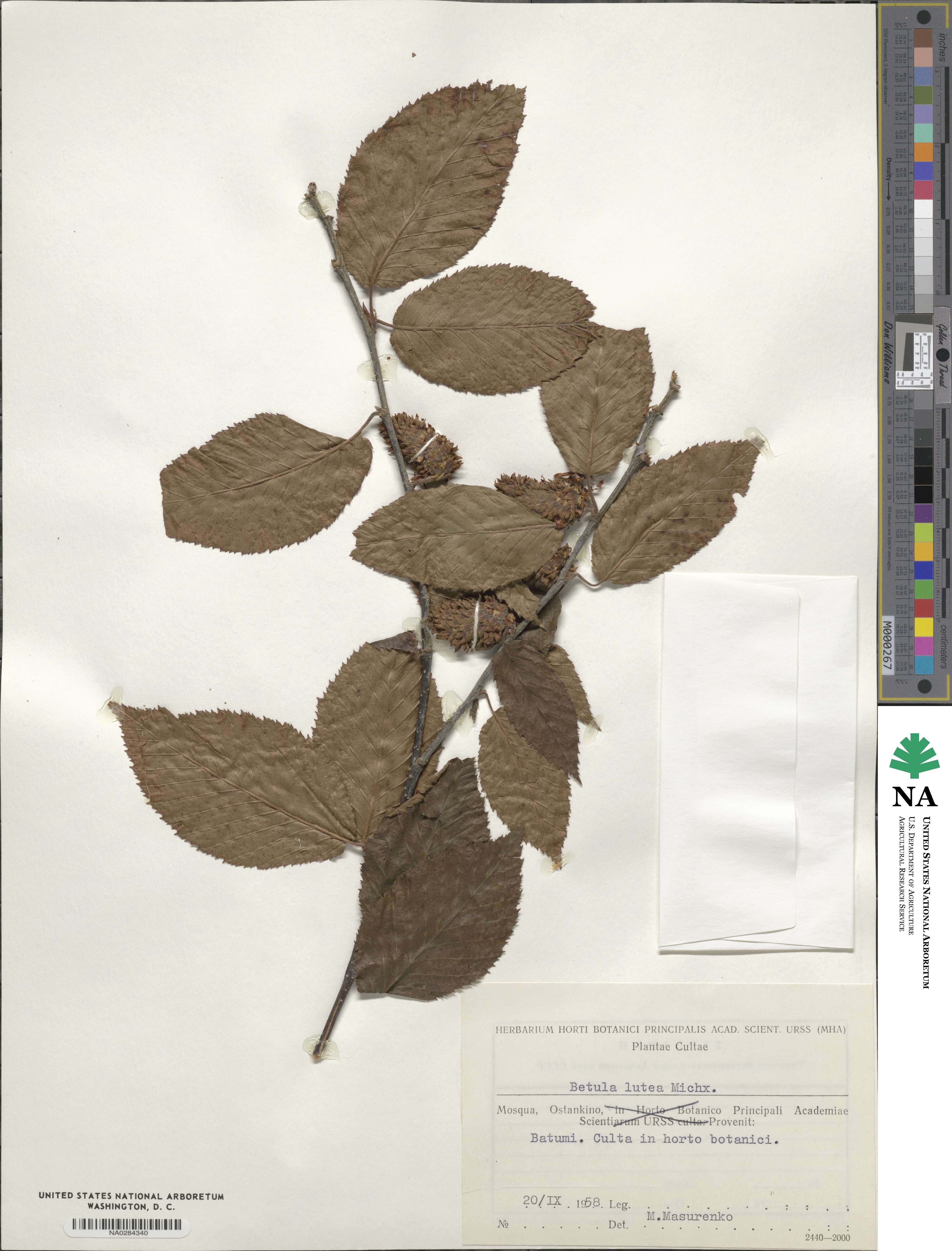 Betula alleghaniensis image
