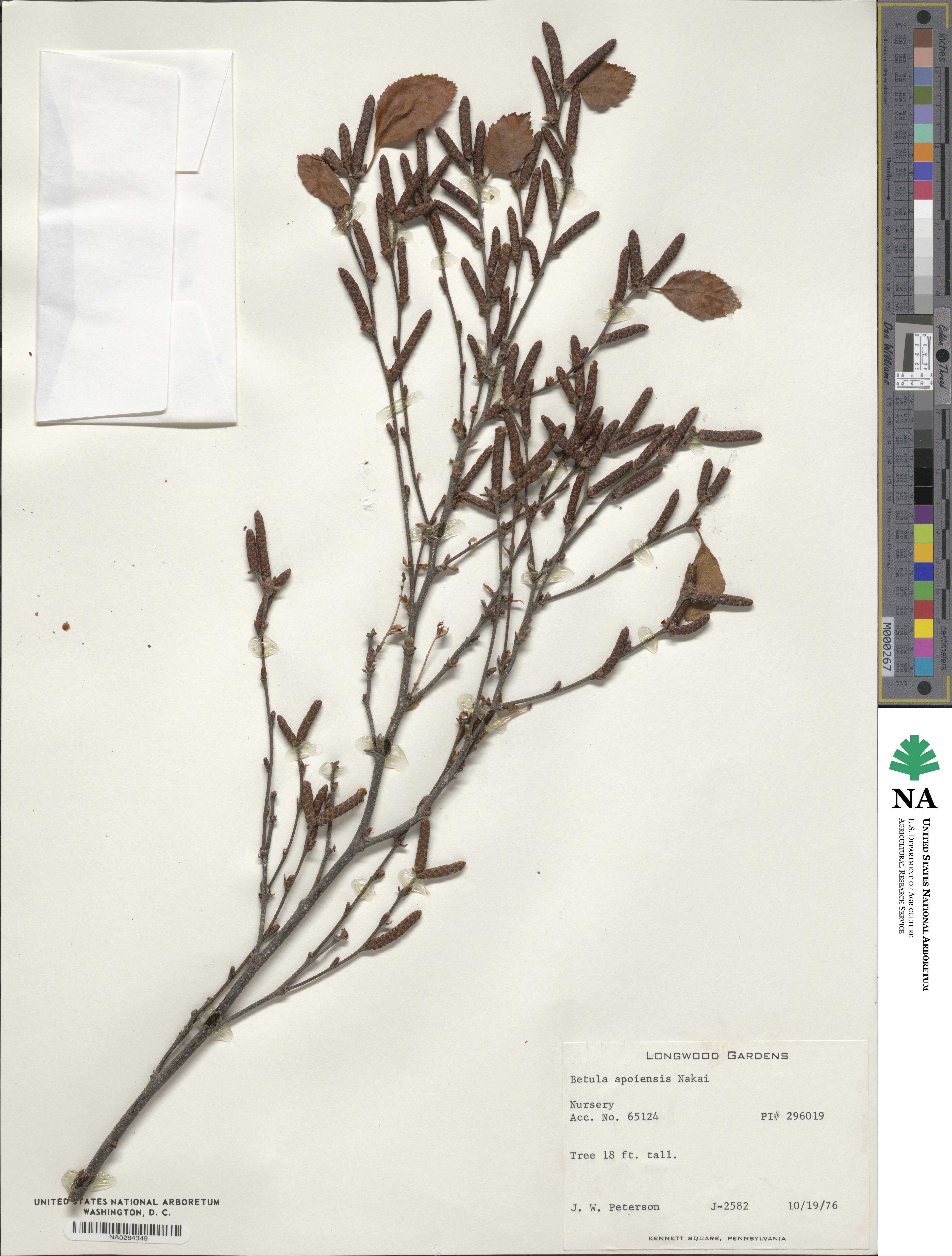 Betula gmelinii image