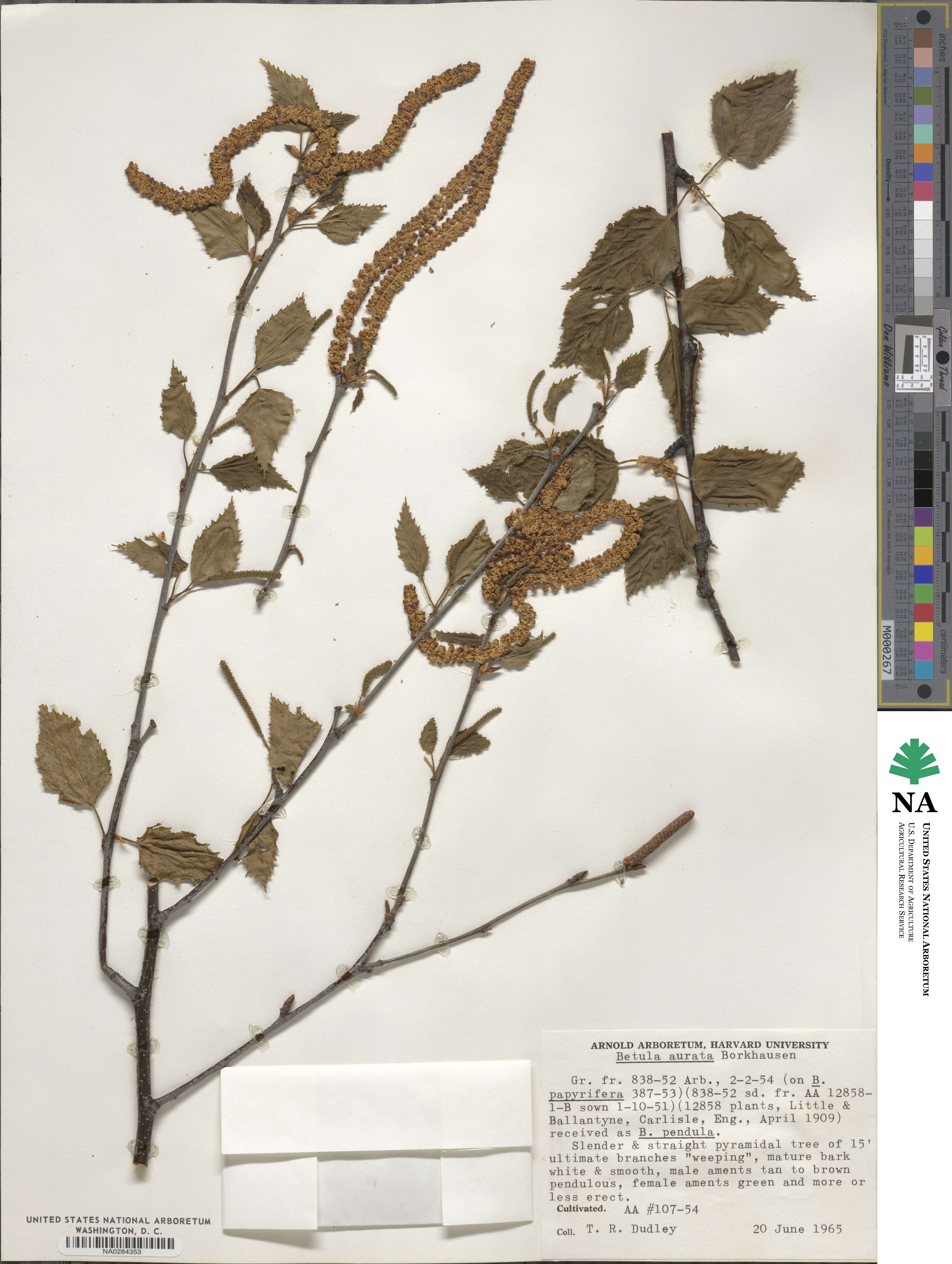 Betula × aurata image