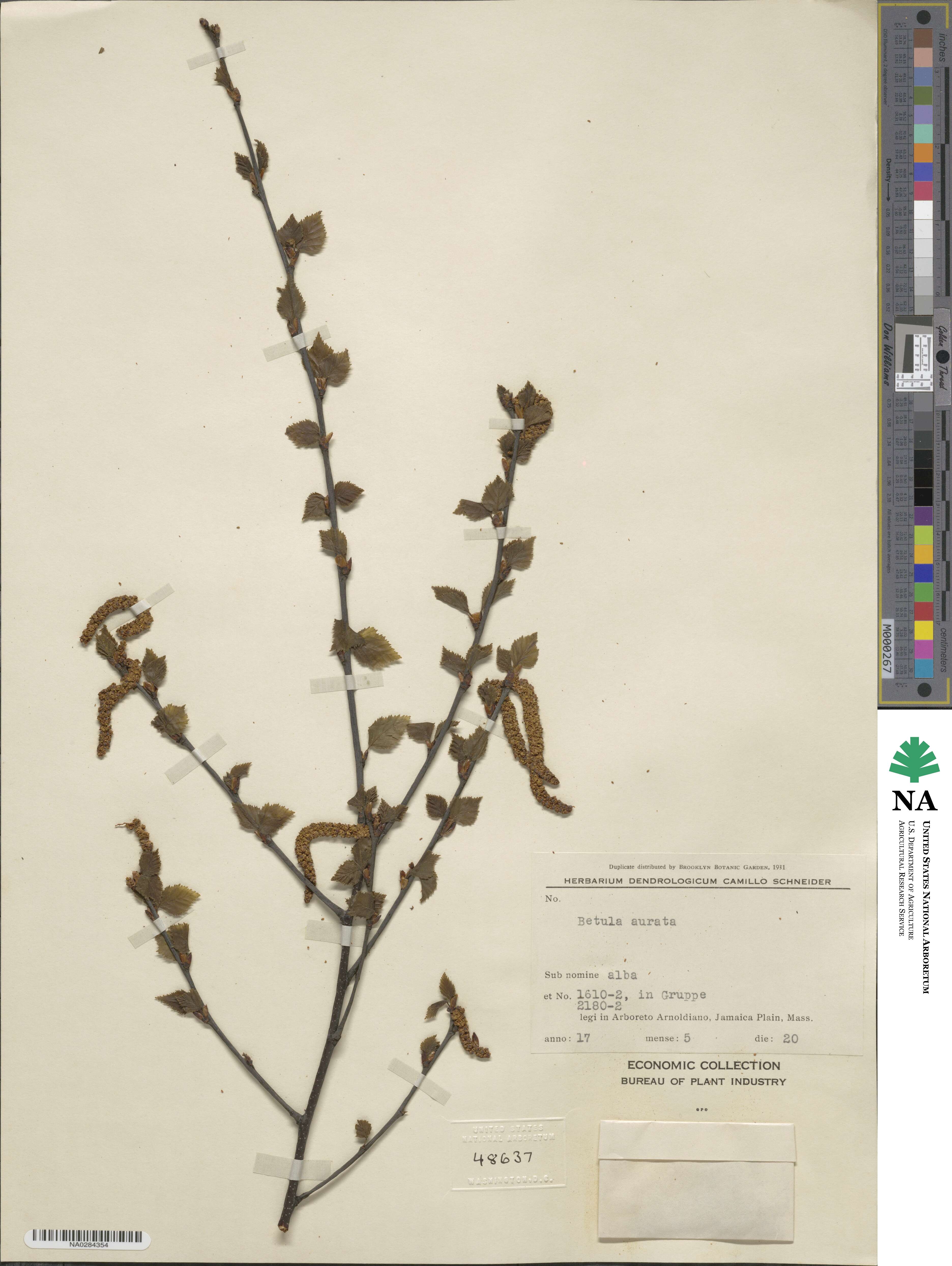Betula × aurata image