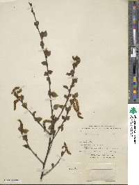 Betula × aurata image
