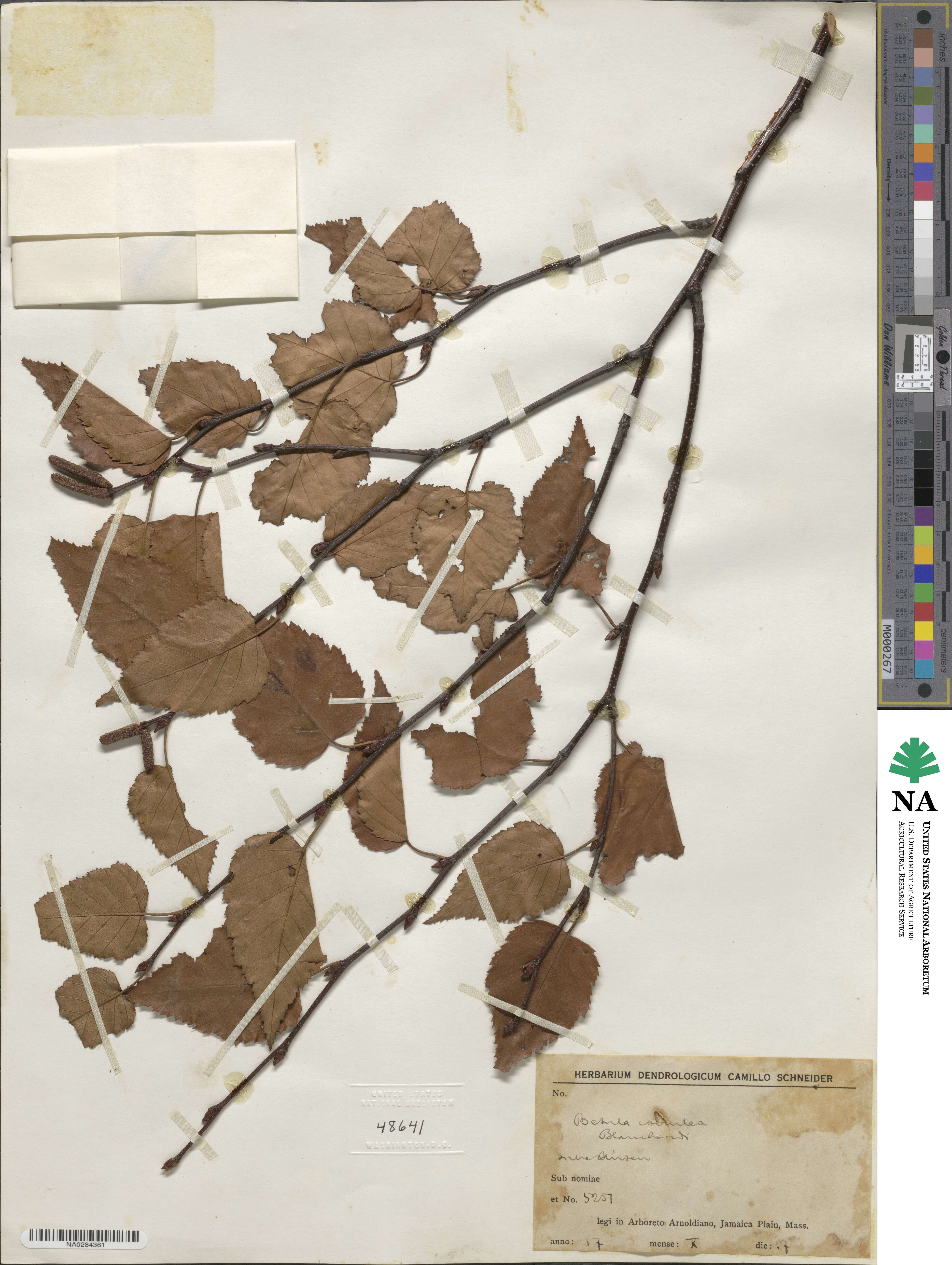 Betula caerulea image