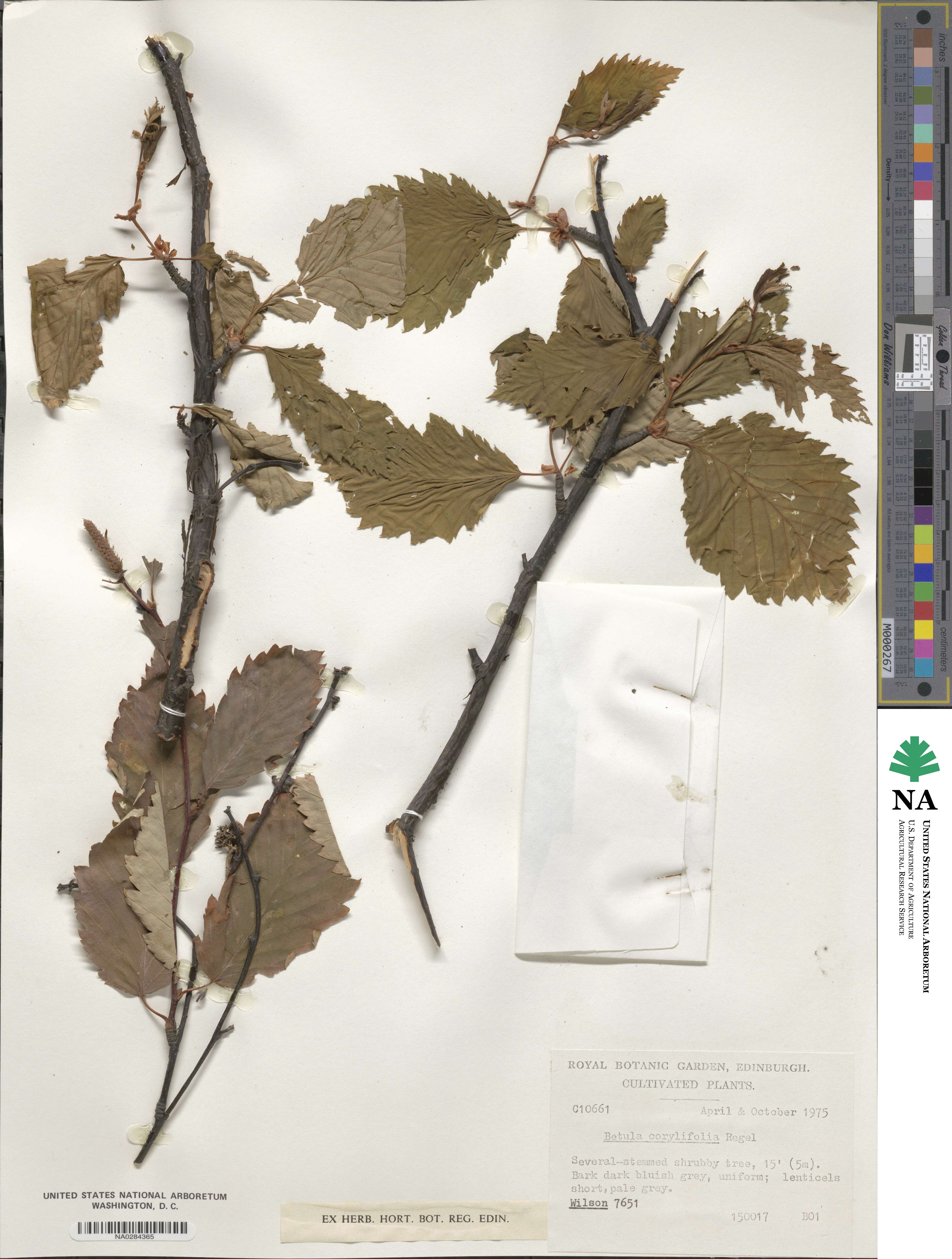 Betula corylifolia image