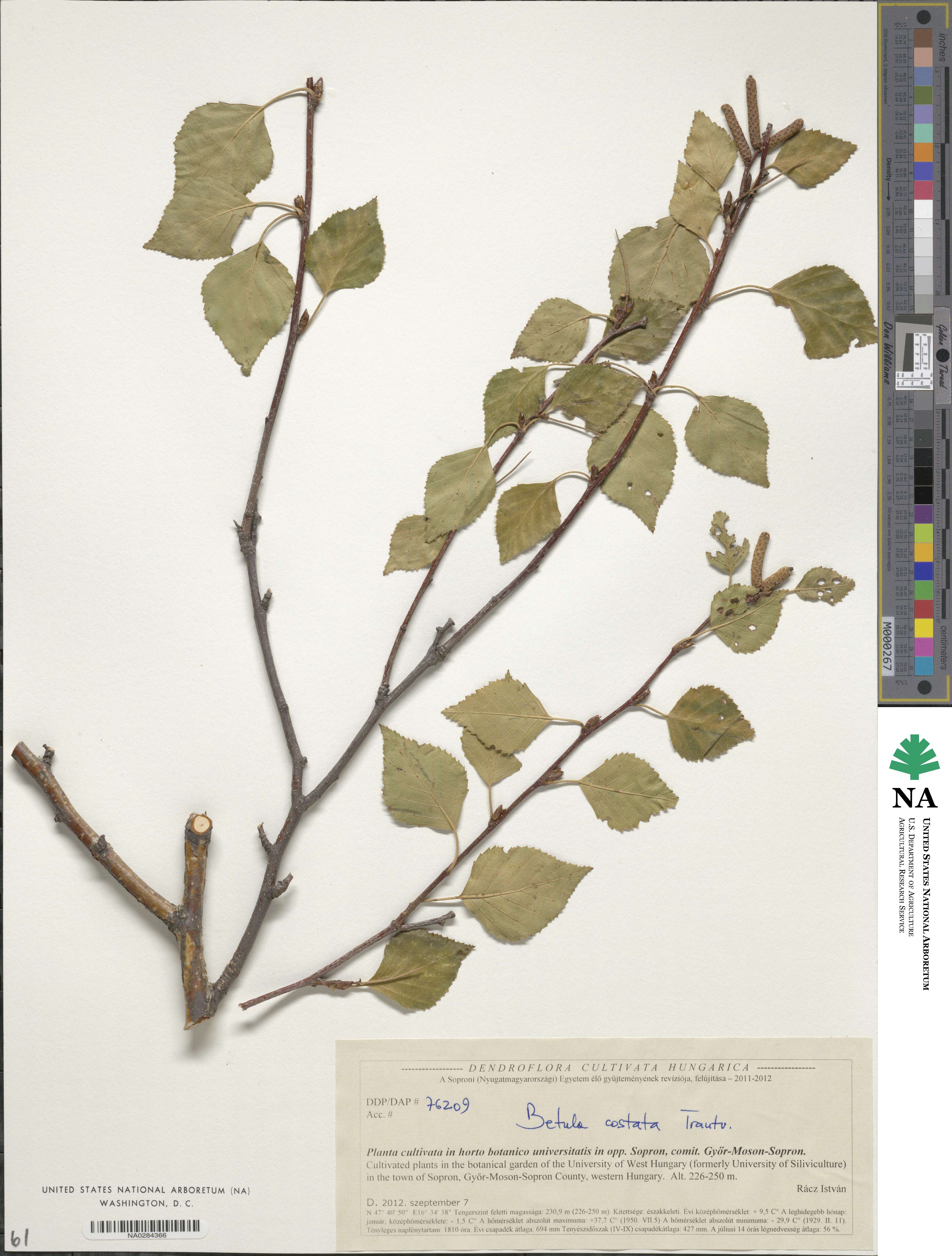 Betula costata image