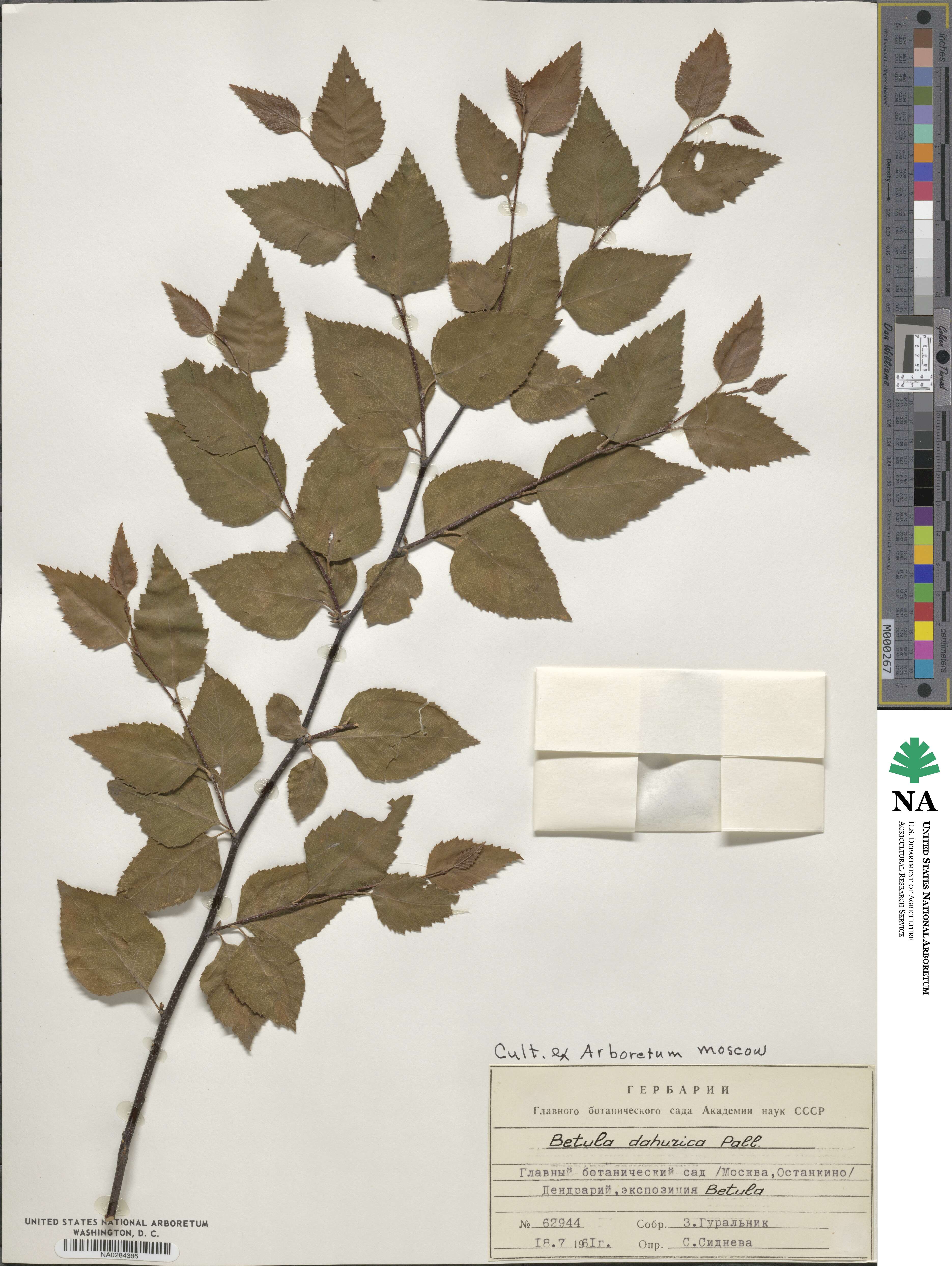 Betula davurica image