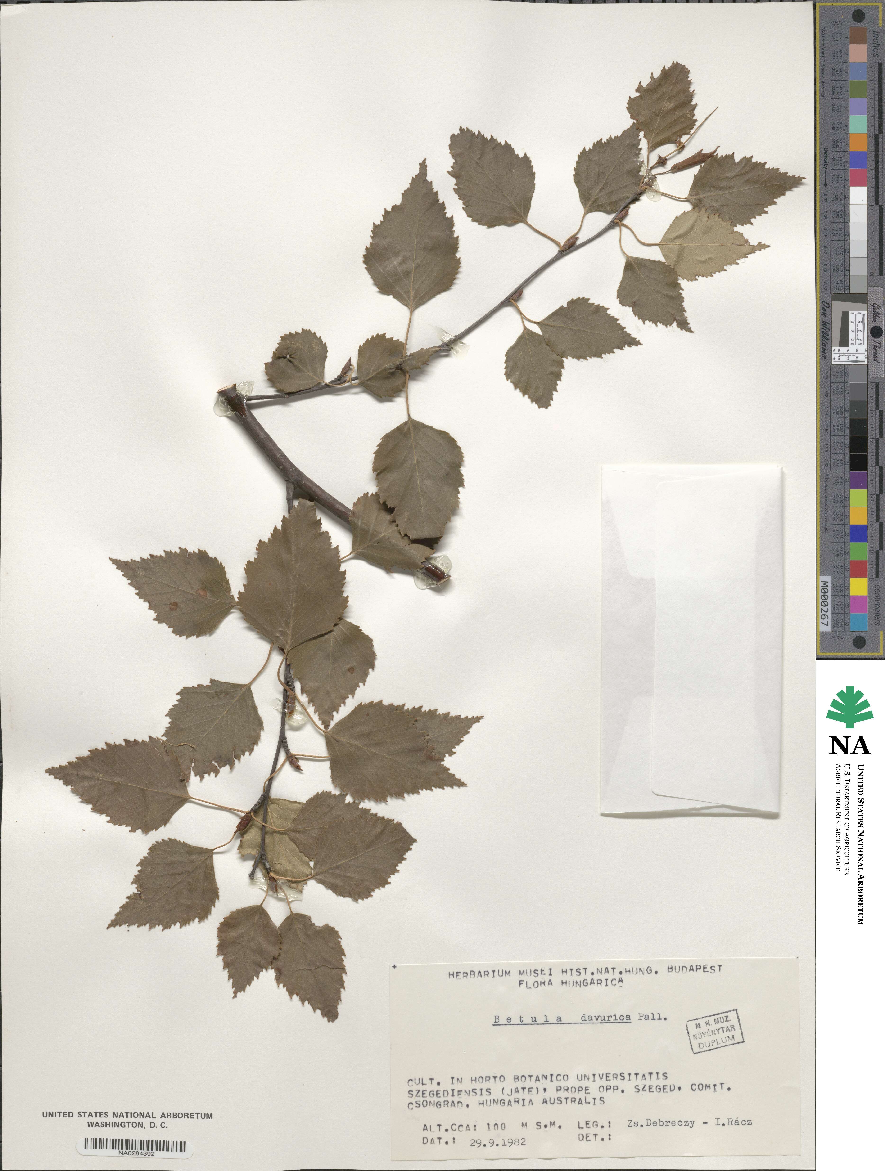 Betula davurica image