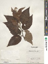 Betula grossa image