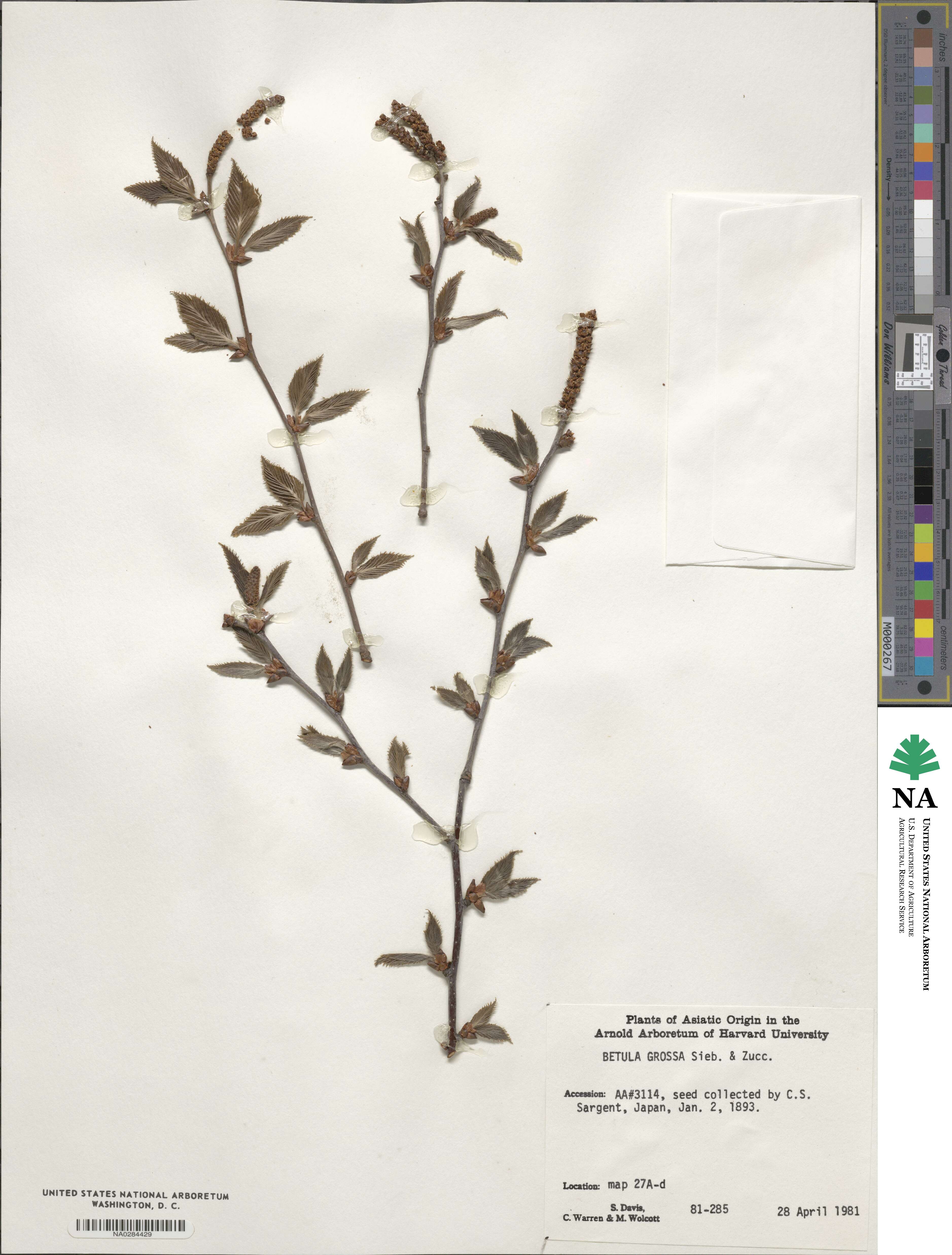 Betula grossa image