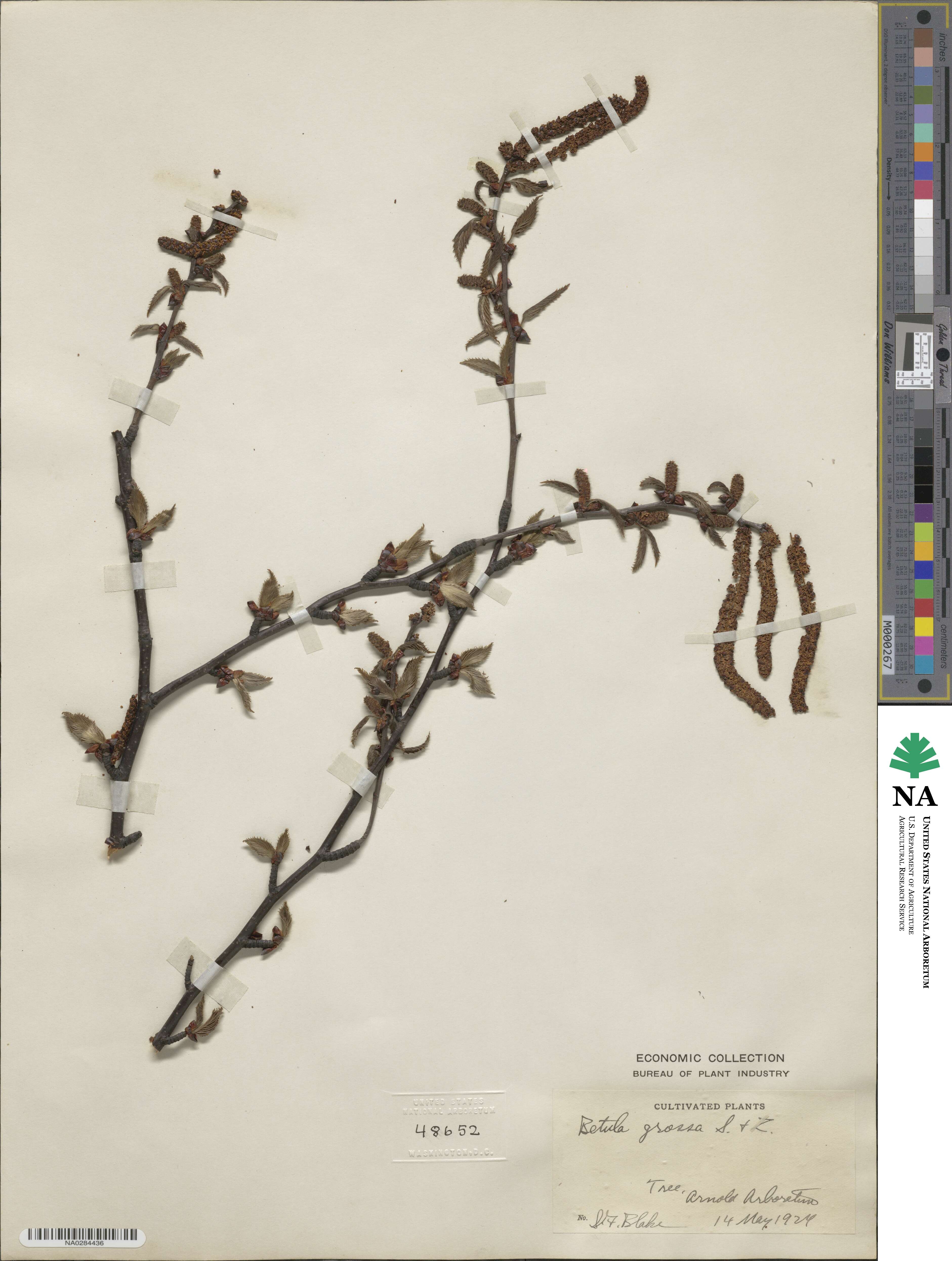 Betula grossa image